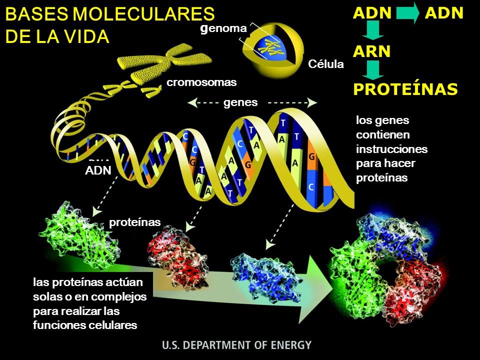 BASES MOLECULARES DE LA VIDA ADN ADN ARN PROTEÍNAS genoma Célula