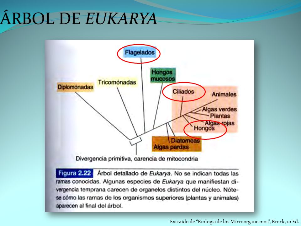 ÁRBOL DE EUKARYA Extraído de Biología de los Microorganismos , Brock, 10 Ed.