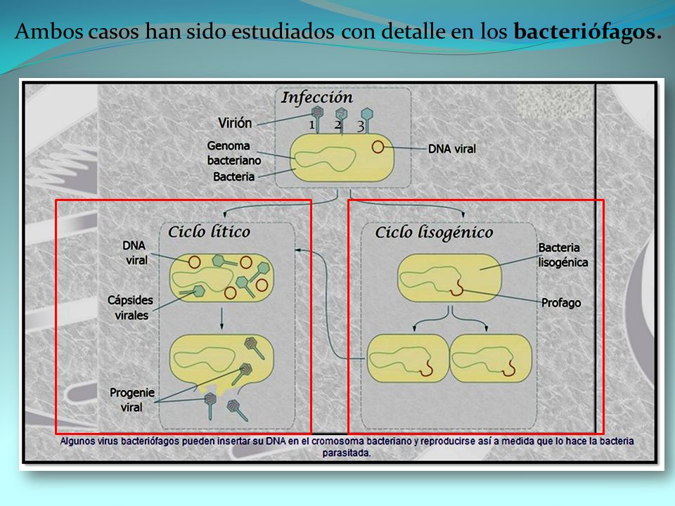 Ambos casos han sido estudiados con detalle en los bacteriófagos.