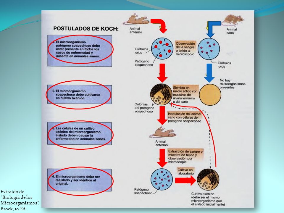 Extraído de Biología de los Microorganismos , Brock, 10 Ed.