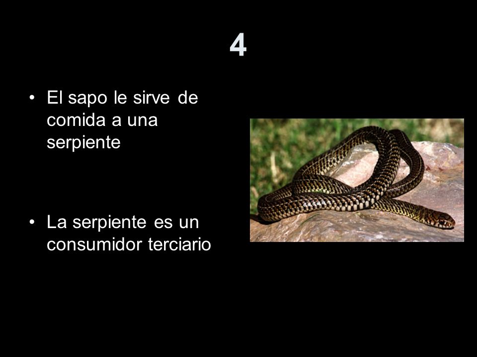 4 El sapo le sirve de comida a una serpiente