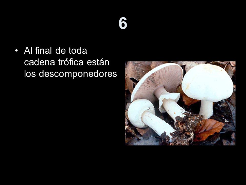 6 Al final de toda cadena trófica están los descomponedores