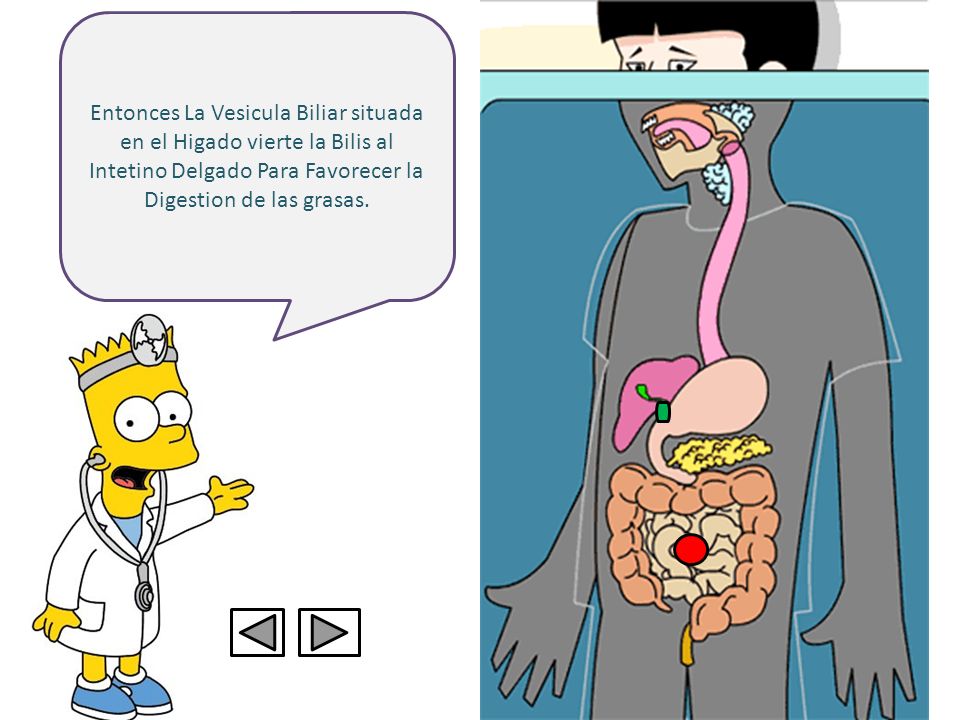 Entonces La Vesicula Biliar situada en el Higado vierte la Bilis al Intetino Delgado Para Favorecer la Digestion de las grasas.