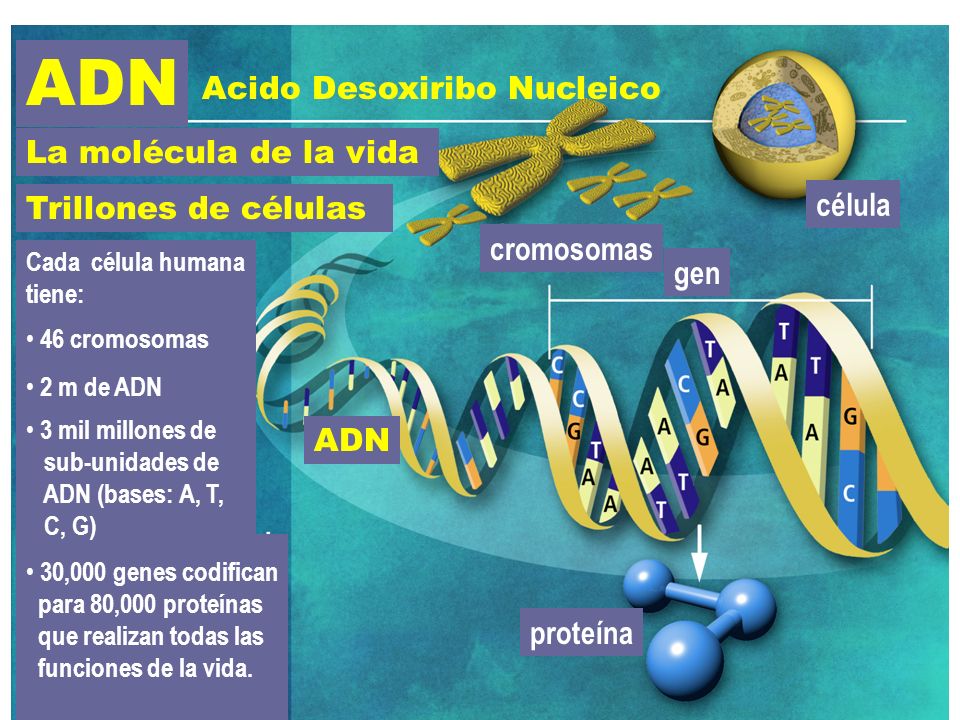 ADN Acido Desoxiribo Nucleico La molécula de la vida célula