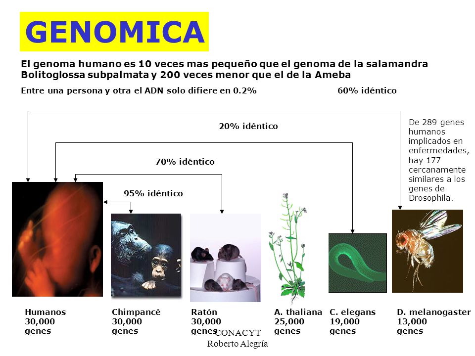 Humanos 30,000. genes. GENOMICA. Chimpancé. A. thaliana. 25,000. Ratón. C. elegans. 19,000.