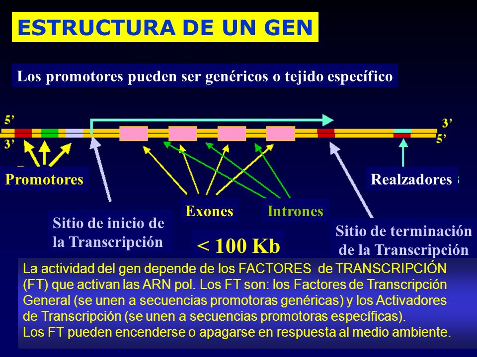 ESTRUCTURA DE UN GEN < 100 Kb Promotores Exones Sitio de inicio de