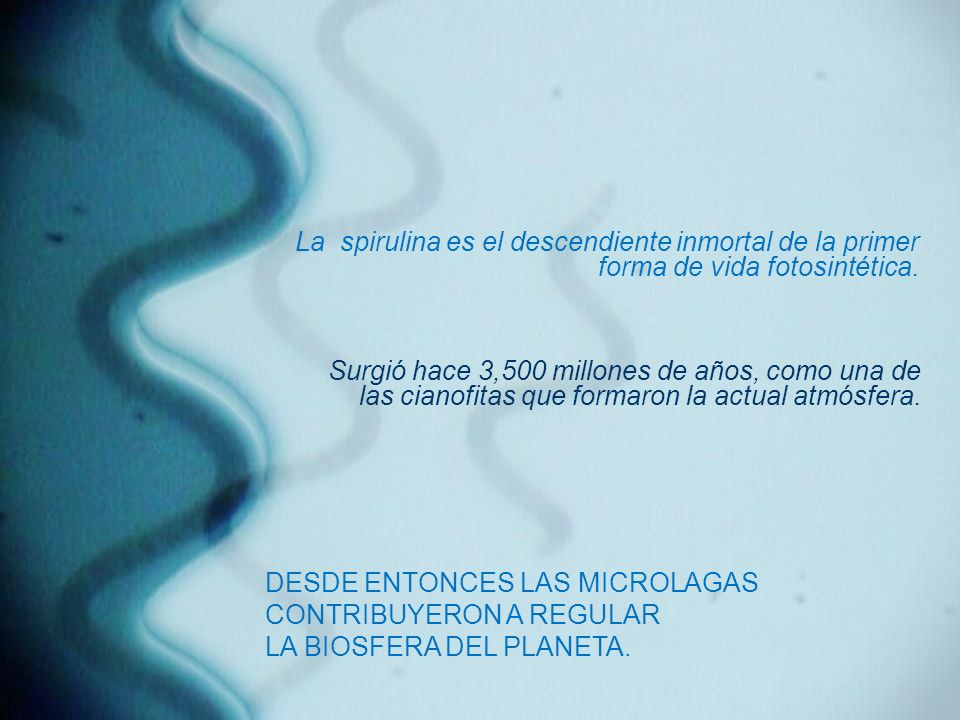 La spirulina es el descendiente inmortal de la primer forma de vida fotosintética.