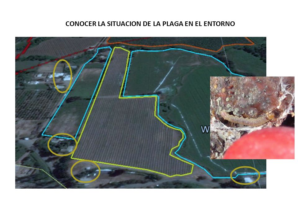CONOCER LA SITUACION DE LA PLAGA EN EL ENTORNO CAPTURA DE MACHOS Y PROSPECCIONES on0cer