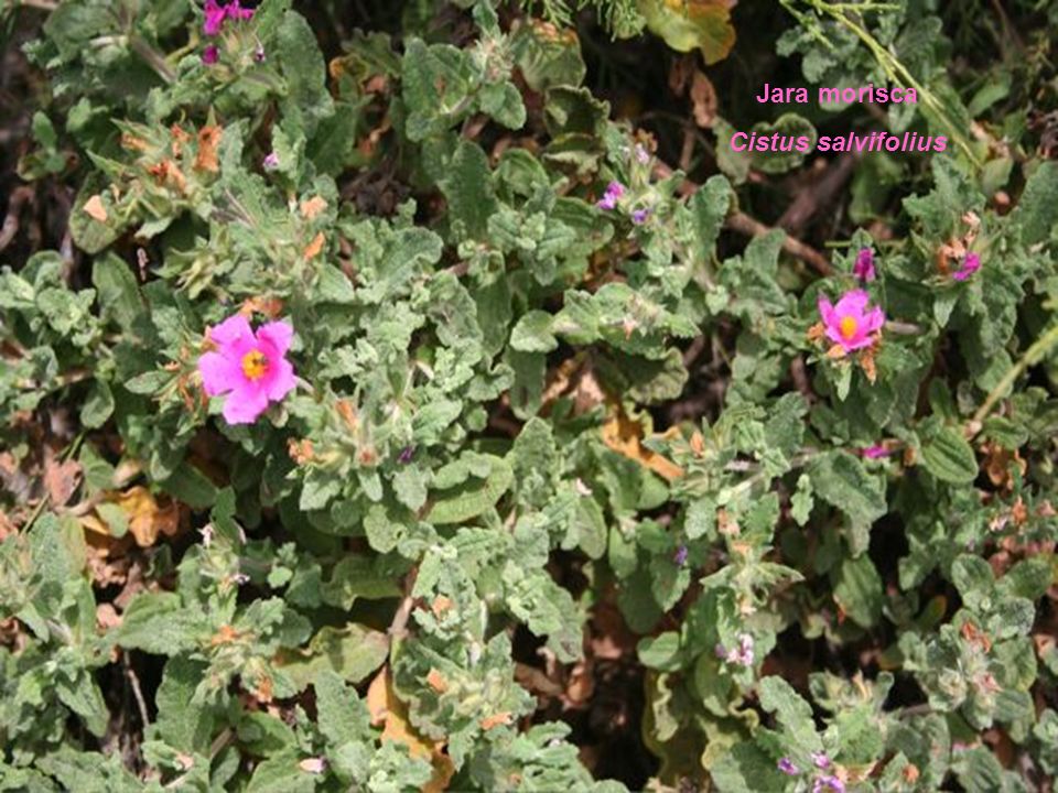 Jara morisca Cistus salvifolius