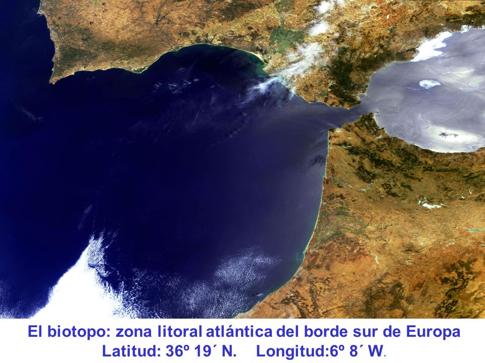 El biotopo: zona litoral atlántica del borde sur de Europa