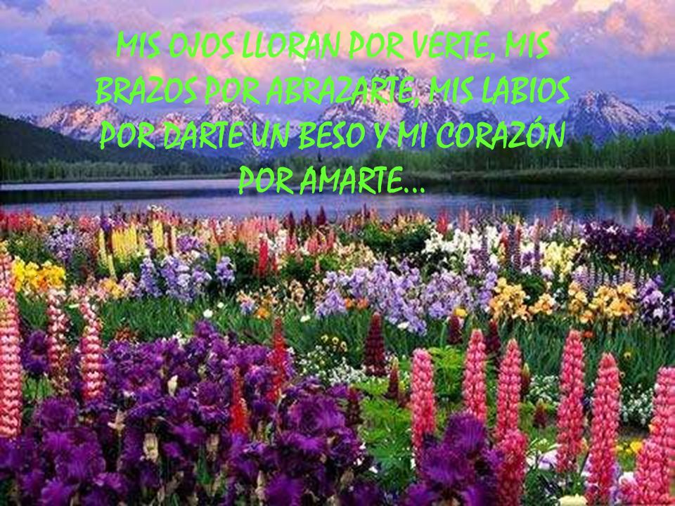 MIS OJOS LLORAN POR VERTE, MIS BRAZOS POR ABRAZARTE, MIS LABIOS POR DARTE UN BESO Y MI CORAZÓN POR AMARTE...