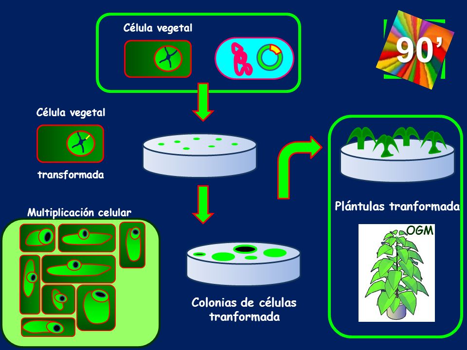 90’ Plántulas tranformada OGM Colonias de células tranformada