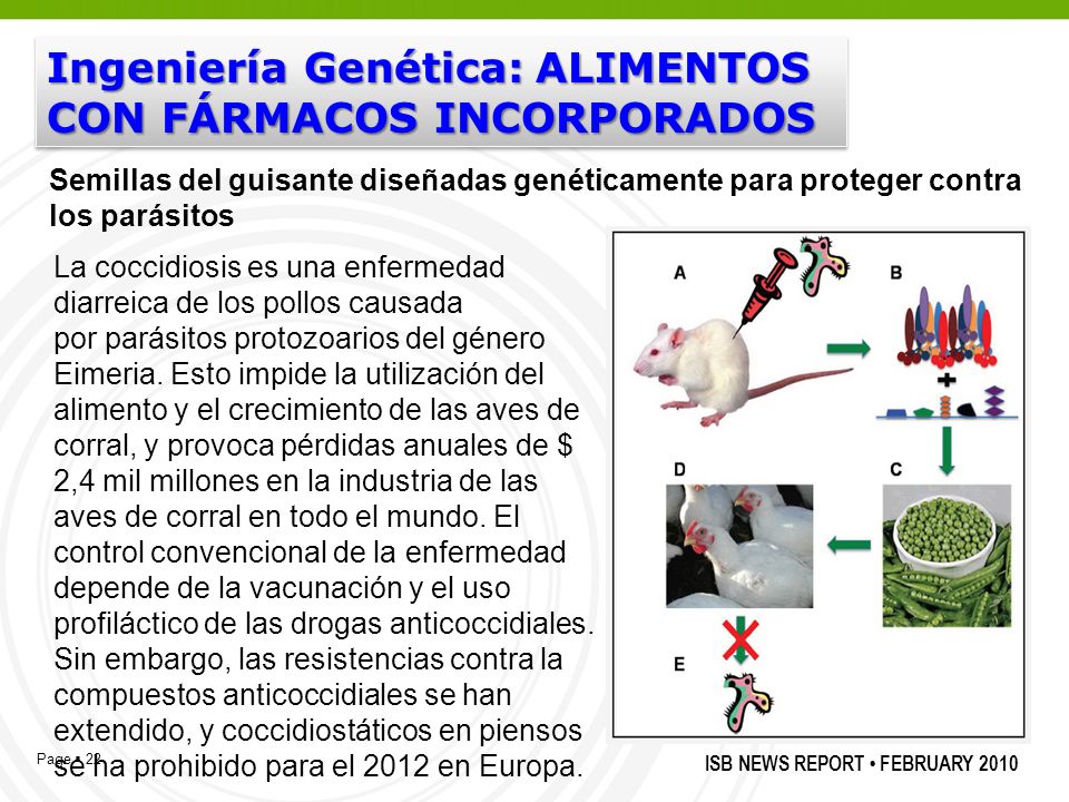 Ingeniería Genética: ALIMENTOS CON FÁRMACOS INCORPORADOS