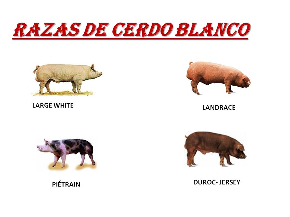 RAZAS DE CERDO BLANCO LARGE WHITE LANDRACE DUROC- JERSEY PIÉTRAIN