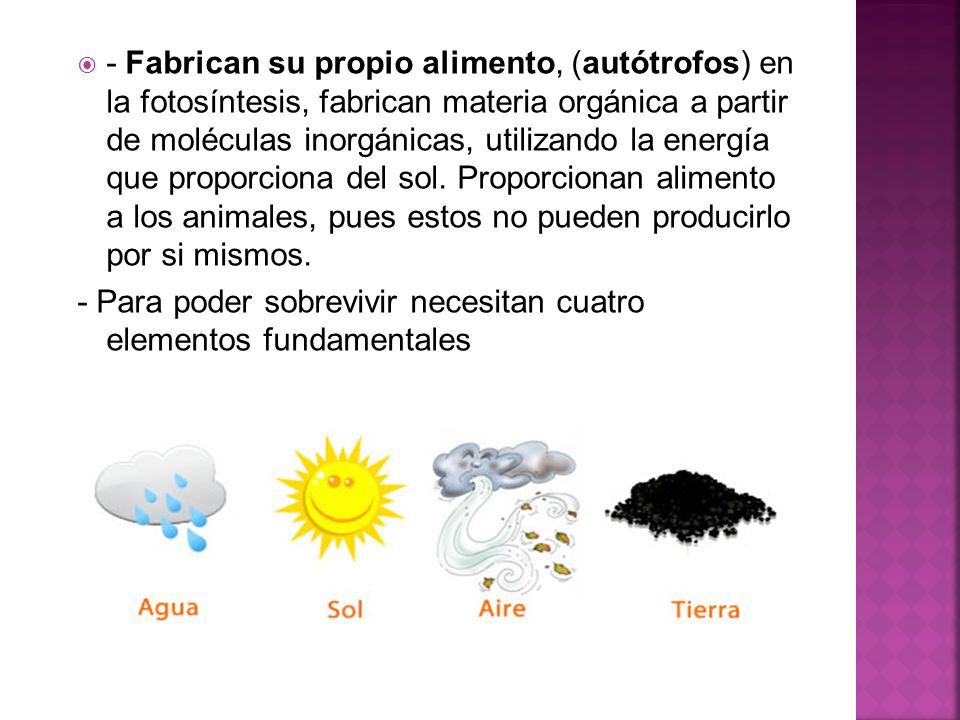 - Fabrican su propio alimento, (autótrofos) en la fotosíntesis, fabrican materia orgánica a partir de moléculas inorgánicas, utilizando la energía que proporciona del sol. Proporcionan alimento a los animales, pues estos no pueden producirlo por si mismos.