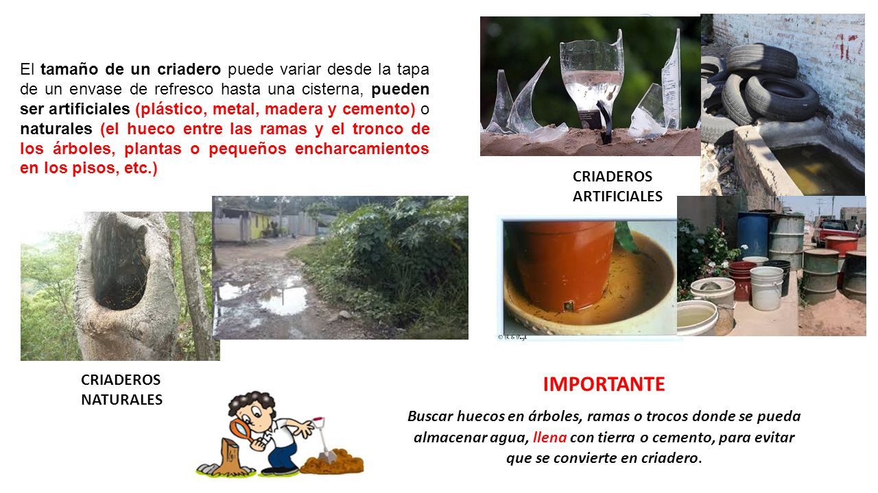 El tamaño de un criadero puede variar desde la tapa de un envase de refresco hasta una cisterna, pueden ser artificiales (plástico, metal, madera y cemento) o naturales (el hueco entre las ramas y el tronco de los árboles, plantas o pequeños encharcamientos en los pisos, etc.)