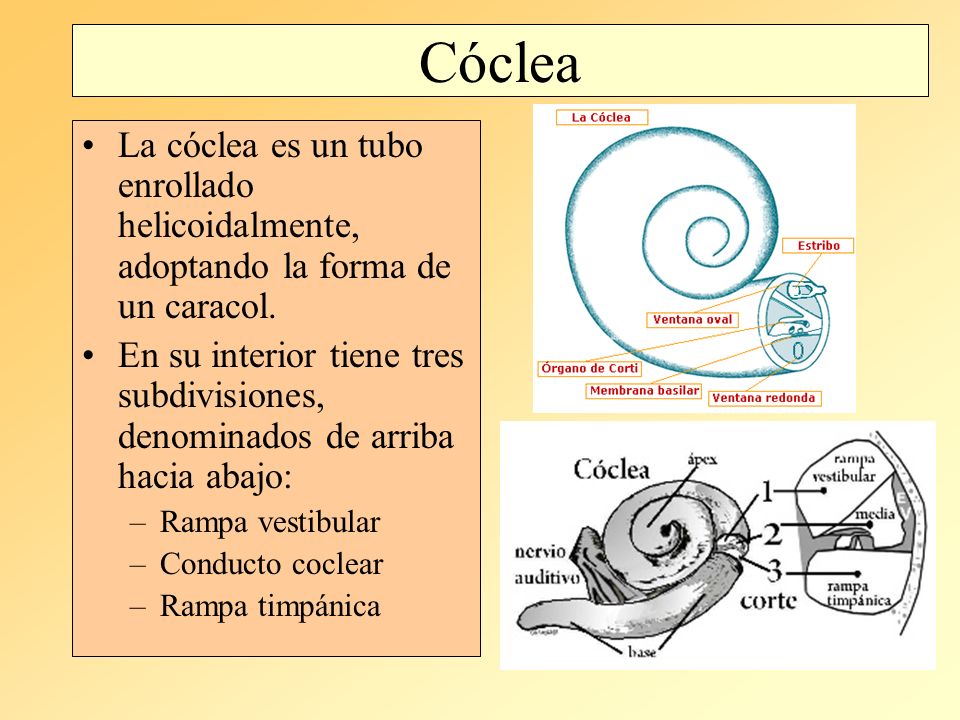 Cóclea La cóclea es un tubo enrollado helicoidalmente, adoptando la forma de un caracol.