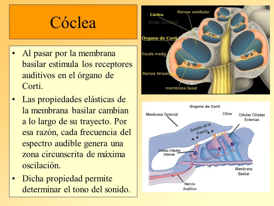Cóclea Al pasar por la membrana basilar estimula los receptores auditivos en el órgano de Corti.
