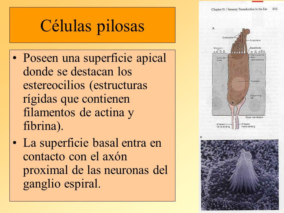 Células pilosas Poseen una superficie apical donde se destacan los estereocilios (estructuras rígidas que contienen filamentos de actina y fibrina).