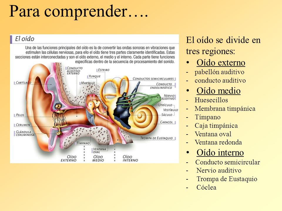 Para comprender…. El oído se divide en tres regiones: Oído externo