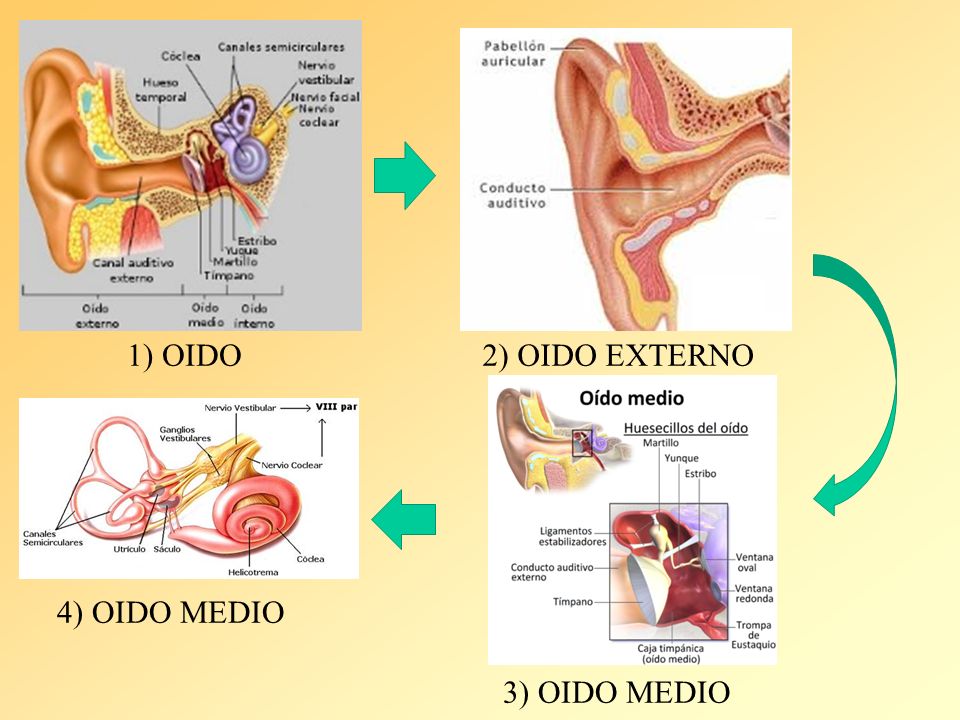1) OIDO 2) OIDO EXTERNO 4) OIDO MEDIO 3) OIDO MEDIO