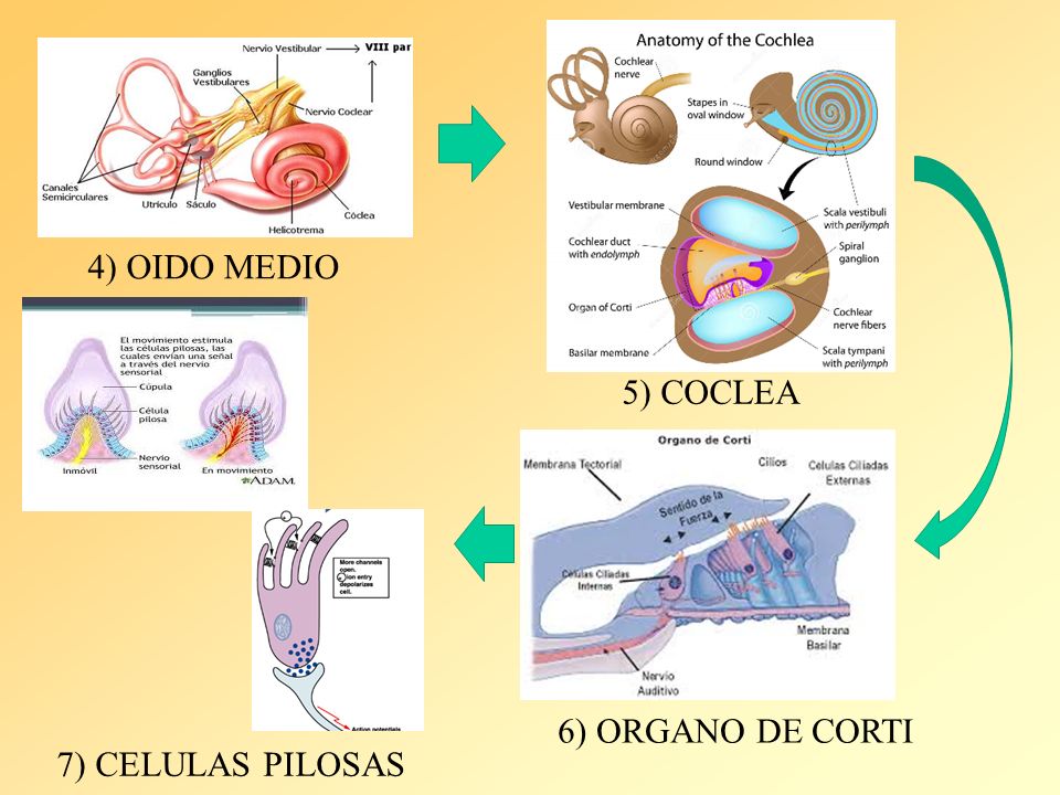 4) OIDO MEDIO 5) COCLEA 6) ORGANO DE CORTI 7) CELULAS PILOSAS