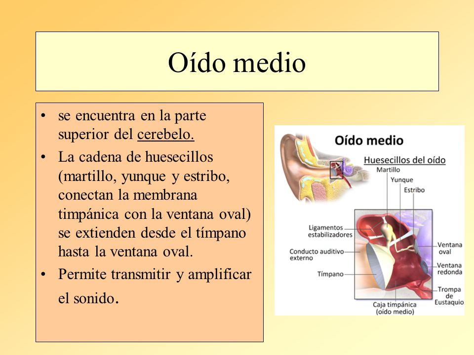 Oído medio se encuentra en la parte superior del cerebelo.
