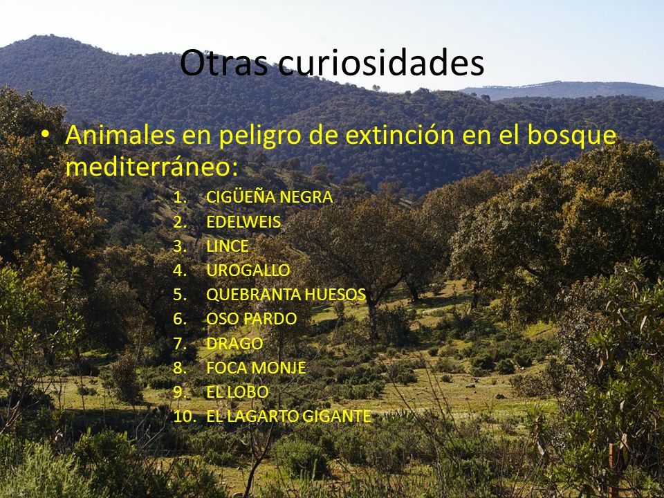 Otras curiosidades Animales en peligro de extinción en el bosque mediterráneo: CIGÜEÑA NEGRA. EDELWEIS.