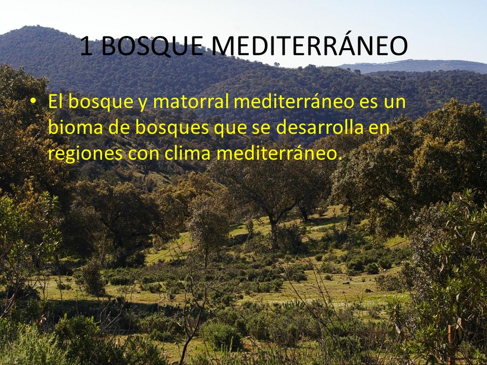 1 BOSQUE MEDITERRÁNEO El bosque y matorral mediterráneo es un bioma de bosques que se desarrolla en regiones con clima mediterráneo.