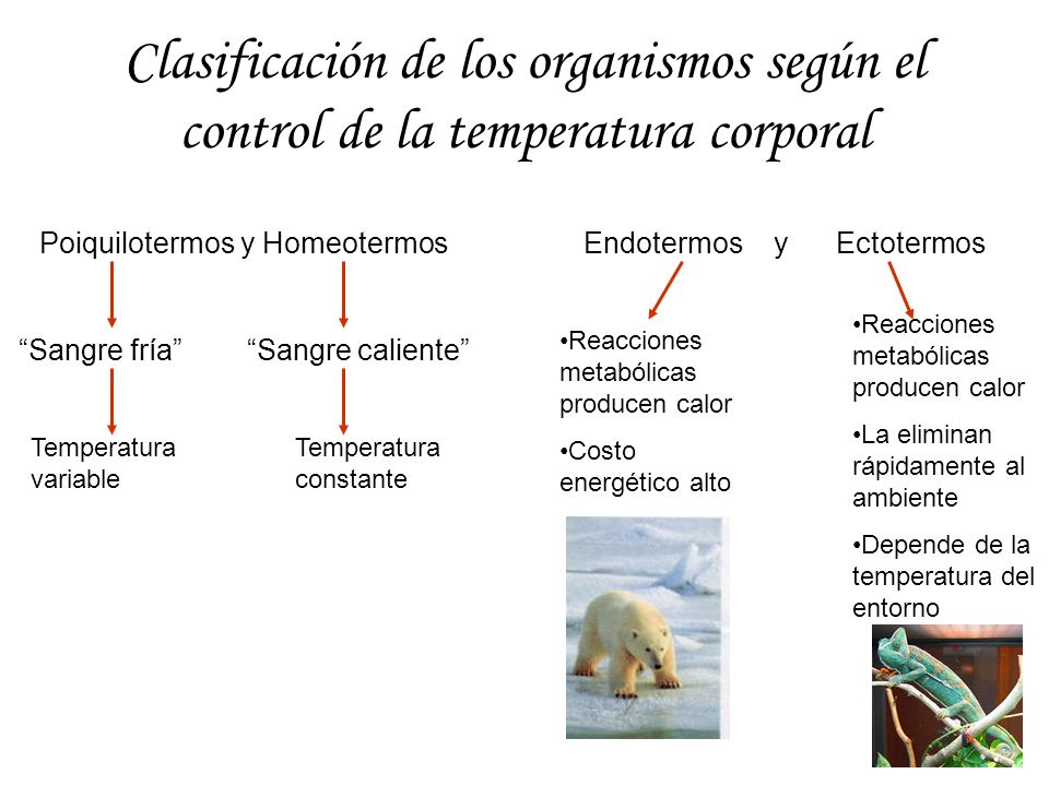 Clasificación de los organismos según el control de la temperatura corporal