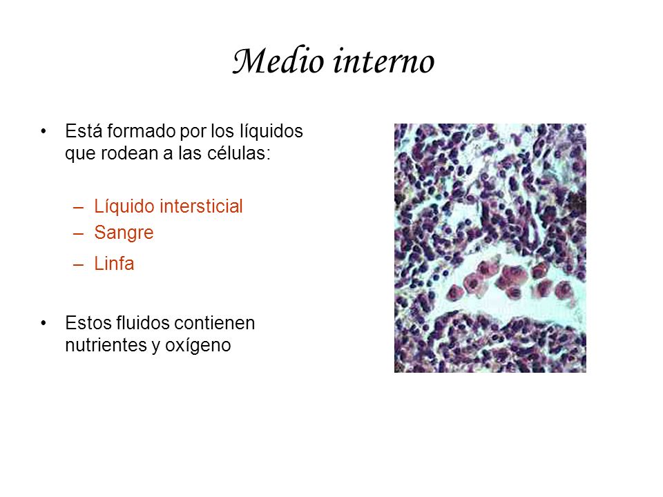 Medio interno Está formado por los líquidos que rodean a las células: