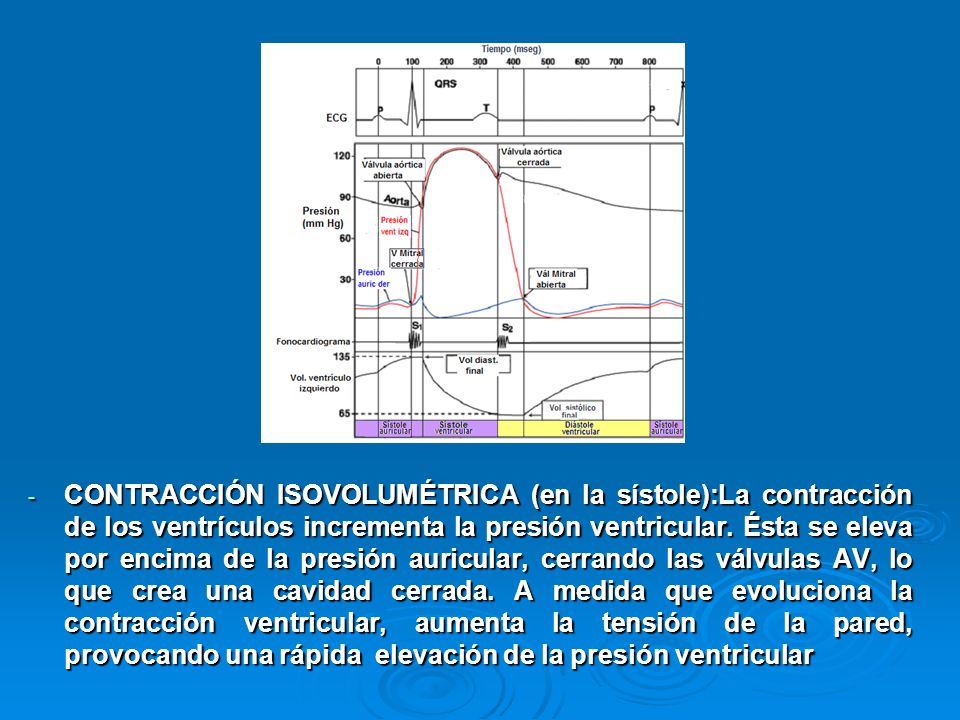 CONTRACCIÓN ISOVOLUMÉTRICA (en la sístole):La contracción de los ventrículos incrementa la presión ventricular.
