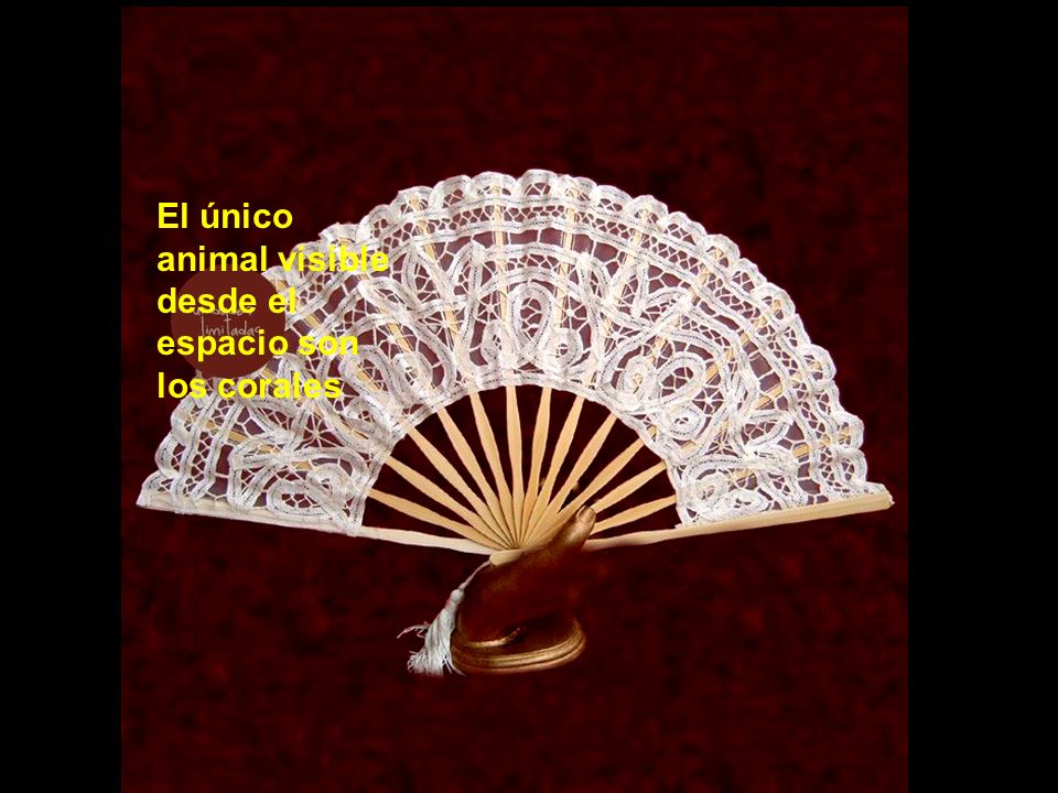 El único animal visible desde el espacio son los corales