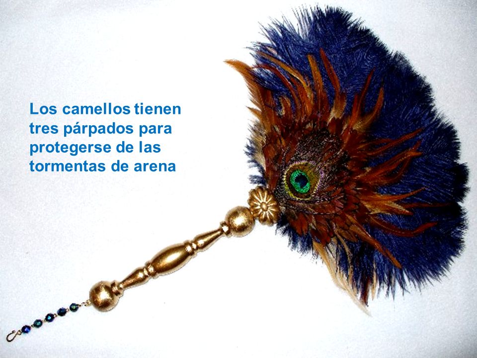 Los camellos tienen tres párpados para protegerse de las tormentas de arena