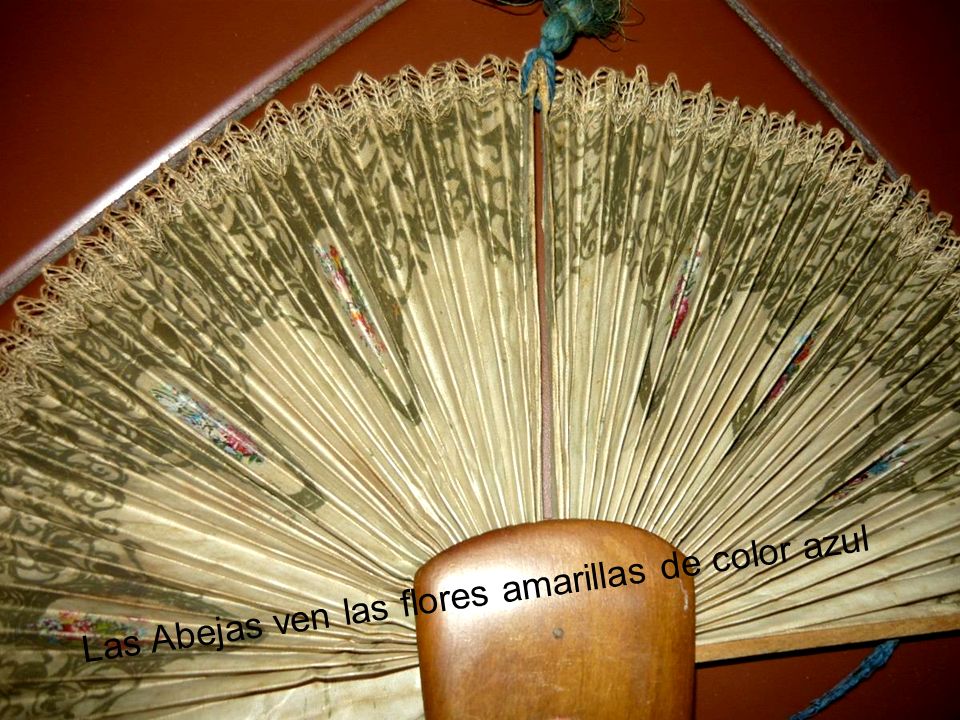 Las Abejas ven las flores amarillas de color azul
