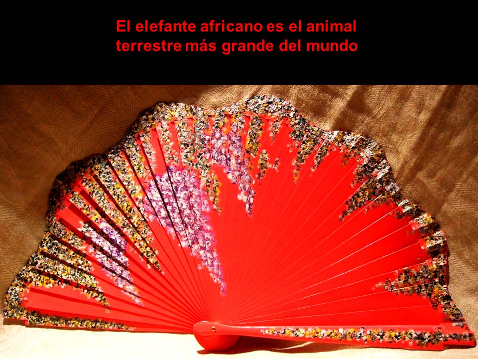 El elefante africano es el animal terrestre más grande del mundo