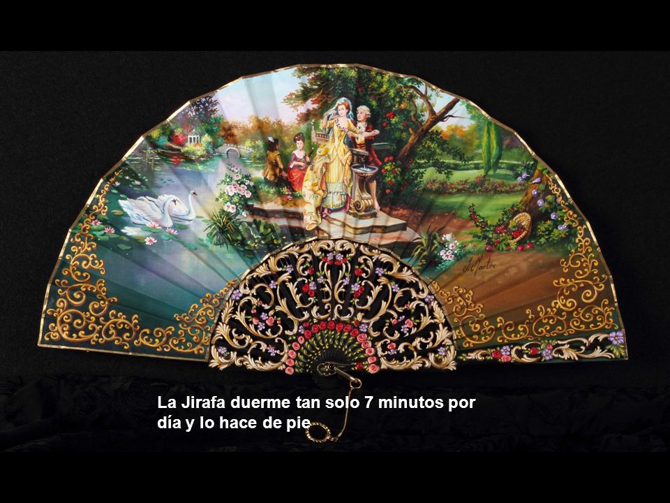 La Jirafa duerme tan solo 7 minutos por día y lo hace de pie