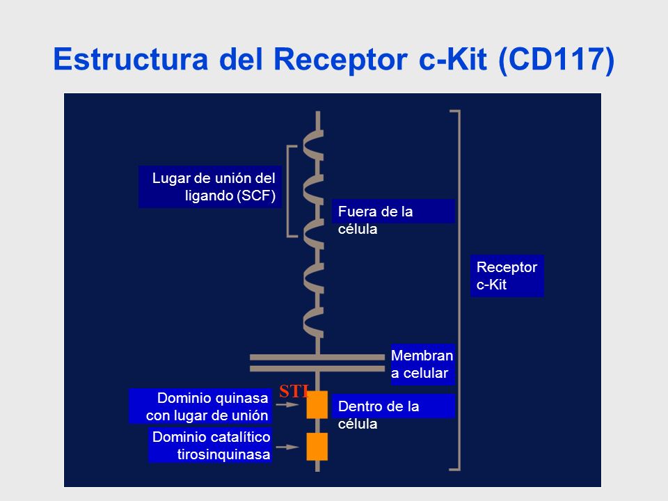 Estructura del Receptor c-Kit (CD117)
