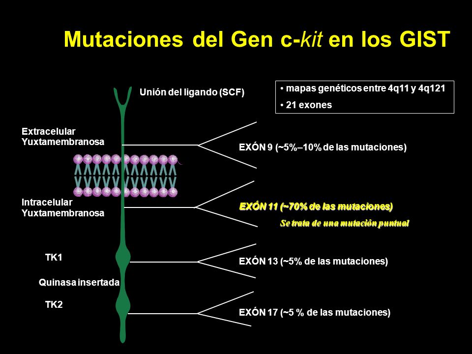 Mutaciones del Gen c-kit en los GIST