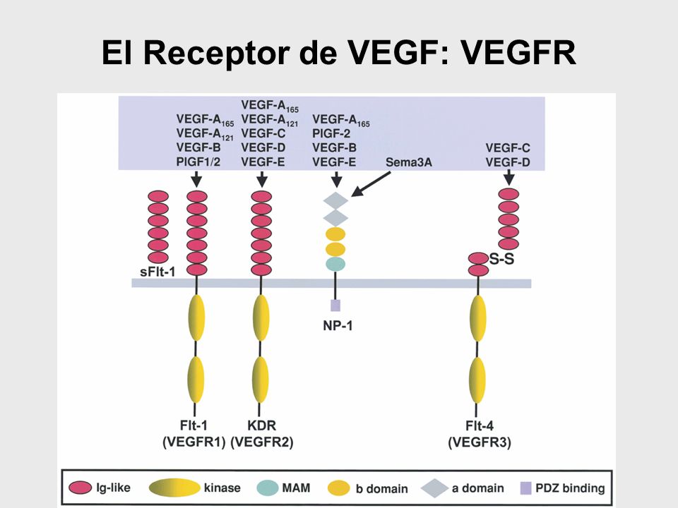 El Receptor de VEGF: VEGFR