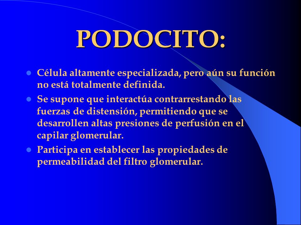 PODOCITO: Célula altamente especializada, pero aún su función no está totalmente definida.