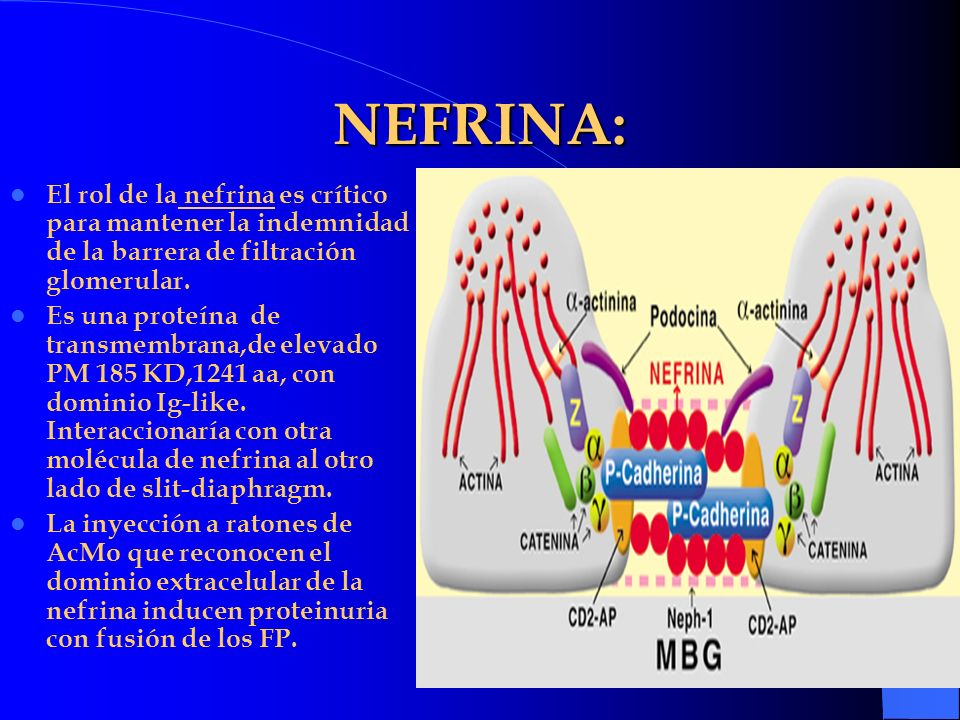 NEFRINA: El rol de la nefrina es crítico para mantener la indemnidad de la barrera de filtración glomerular.