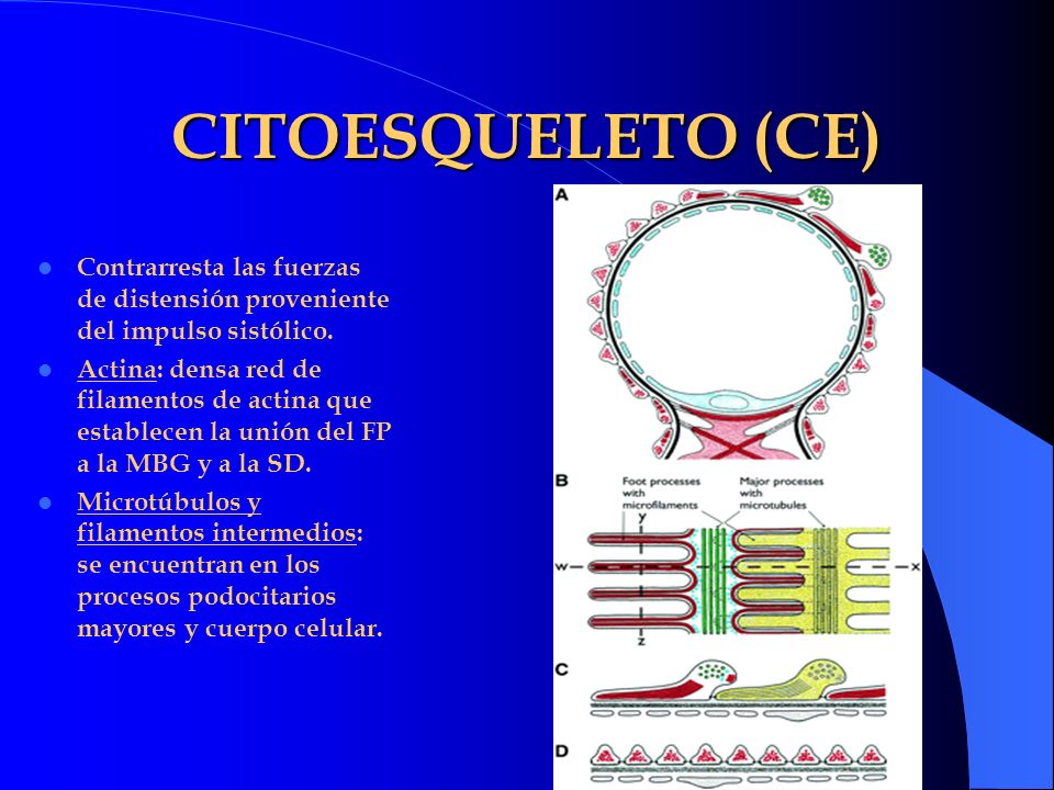 CITOESQUELETO (CE) Contrarresta las fuerzas de distensión proveniente del impulso sistólico.