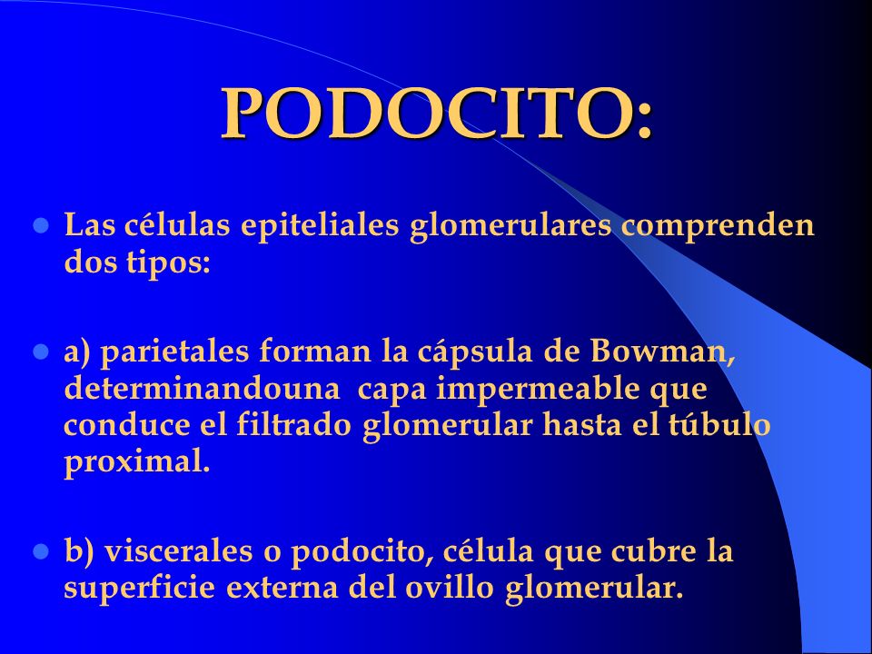 PODOCITO: Las células epiteliales glomerulares comprenden dos tipos:
