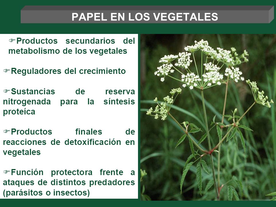 PAPEL EN LOS VEGETALES Productos secundarios del metabolismo de los vegetales. Reguladores del crecimiento.