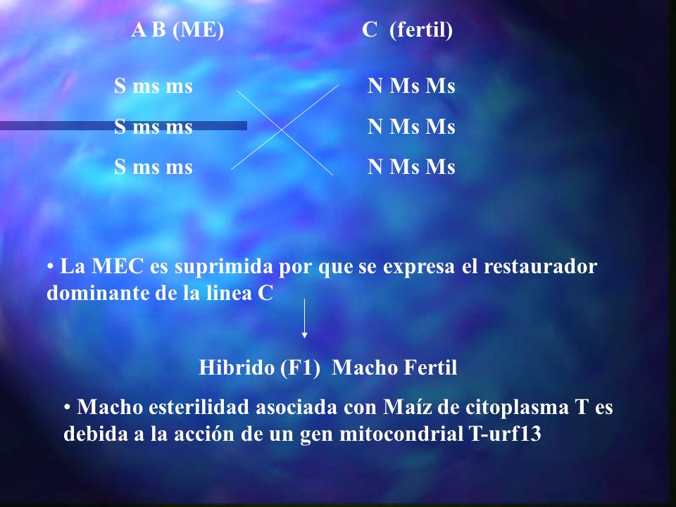 A B (ME) S ms ms. N Ms Ms. C (fertil) La MEC es suprimida por que se expresa el restaurador dominante de la linea C.