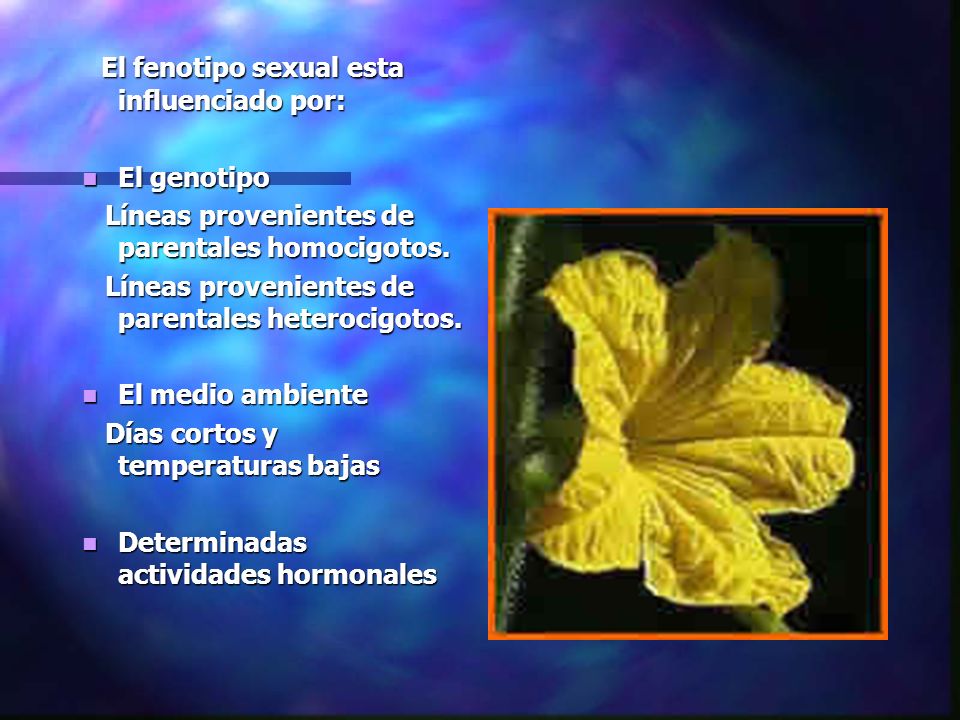 El fenotipo sexual esta influenciado por: