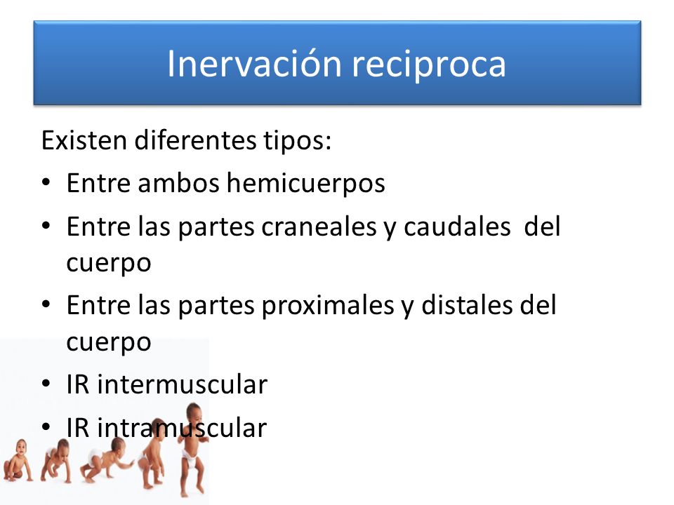 Inervación reciproca Existen diferentes tipos: Entre ambos hemicuerpos