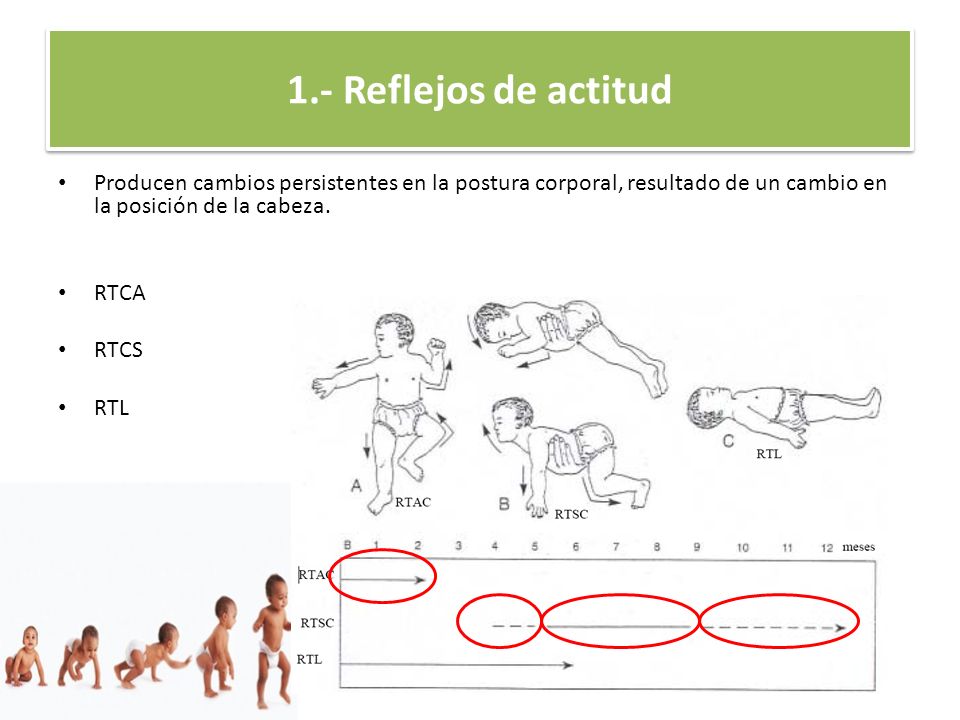 1.- Reflejos de actitud Producen cambios persistentes en la postura corporal, resultado de un cambio en la posición de la cabeza.