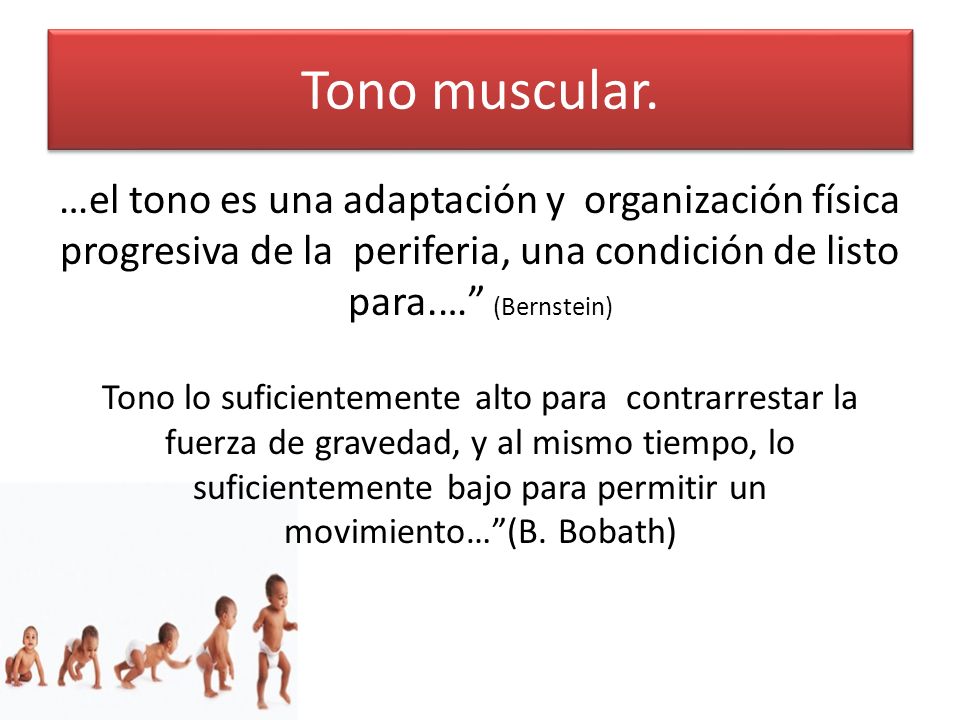 Tono muscular. …el tono es una adaptación y organización física progresiva de la periferia, una condición de listo para.… (Bernstein)